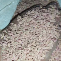 بذر گندم پیشگام