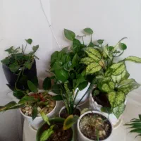 میز  خاطرات همراه با گلدان