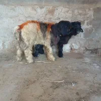 کوه تخمی|حیوانات مزرعه|گتوند, |دیوار