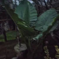 گل و گیاه طبیعی|گل و گیاه طبیعی|بابل, |دیوار