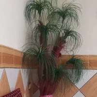 گل گندمی مصنوعی