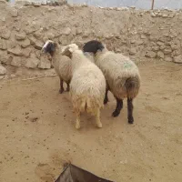 میش چاق داشتی لری