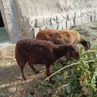 سه تا بره دو نر یک ماده