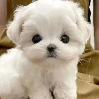 پودلتیپو بازیگوش|سگ|تهران, امیر بهادر|دیوار