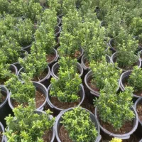 شمشاد نعنایی سبز ، قیچی خورده ، ریشه پرس