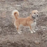 سگ پاکوتاه دوساله باهوش زرنگ