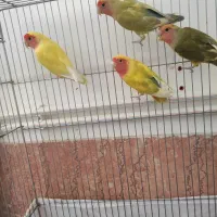 طوطی برزیلی