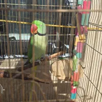 شاه طوطی نر سخنگو|پرنده|تبریز, |دیوار