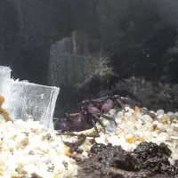 خرچنگ ومپایر