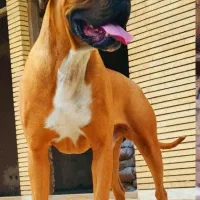 سگ باکسر|سگ|یزد, |دیوار