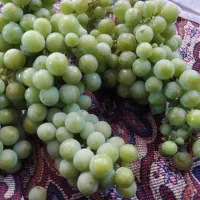 غوره|خوردنی و آشامیدنی|نیشابور, دارایی|دیوار