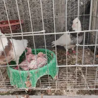 کبوتر طوقی و پلاکی سرور تهرونی
