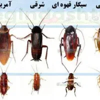 سمپاشی منزل سم پاشی ساس100درصد تضمینی