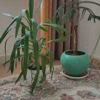 گل طبیعی|گل و گیاه طبیعی|کامیاران, |دیوار