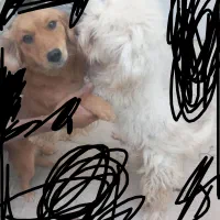 هاسکی و پاکوتاه|سگ|خمینی‌شهر, |دیوار