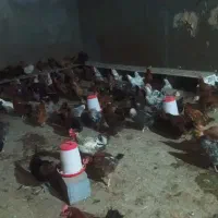 100 عدد مرغ تخمگذار