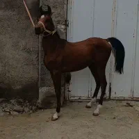کره اسب عرب مصری