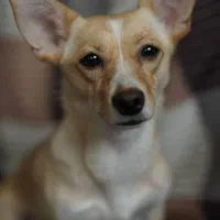 کوچکترین  نژادسگ شی وا وا یکساله