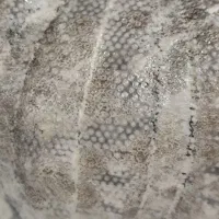 فسیل عروس دربایی|کلکسیون اشیاء عتیقه|تهران, حکیمیه|دیوار