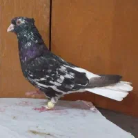 کوهی دم سفیدنرچشم نوک سفید40 سانتی کله قوچی|پرنده|اهواز, شهرک محلاتی|دیوار