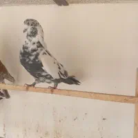 تعدادی کبوتر درجه یک|پرنده|ری, حمزهآباد|دیوار