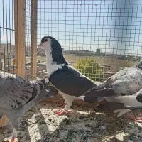 چپ دمب عتیغه نر  جوجه سبز پلاکی