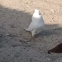 کفتر ، کبوتر