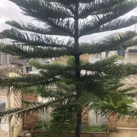 دوعدد کاج مطبق/ سیکاس و یوکا تنه دار