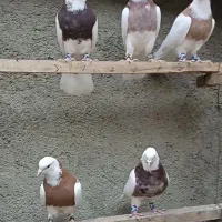 ۵ تا کبوتر طوقی بی کاکل اصل همدان