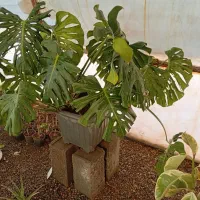 مانسترا کینگ|گل و گیاه طبیعی|مشهد, بهار|دیوار