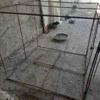 قفس پرنده|لوازم جانبی حیوانات|برازجان, |دیوار