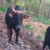 دو عدد گاو نر|حیوانات مزرعه|اطاقور, |دیوار