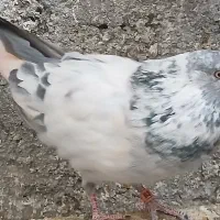 کبوتر کفتر|پرنده|الیگودرز, |دیوار