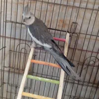 عروس وایت فیس نر