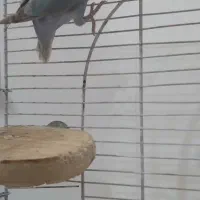 کوتوله برزیلی|پرنده|مهاجران, |دیوار