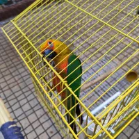 طوطی|پرنده|بهبهان, |دیوار