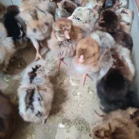 جوجه محلی|حیوانات مزرعه|قرقری, |دیوار