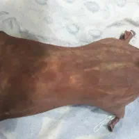 تعدای مشک|ظروف نگهدارنده، پلاستیکی، یکبارمصرف|کشکوئیه, |دیوار