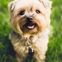 آموزش سگ - مربی سگ - تربیت سگ - رفتار شناس سگ|خدمات آموزشی|پرند, فاز ۲|دیوار