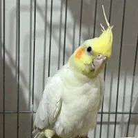 عروس هلندی ۵ تخم