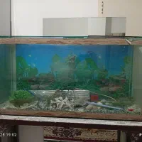آکواریوم بزرگ|ماهی|شهریار, شهرک وائین|دیوار