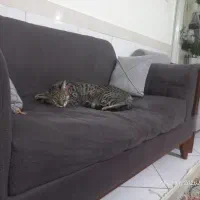 واگذاری گربه رایگانن