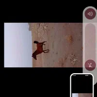 کره مادیان کرد|اسب و تجهیزات اسبسواری|اراک, |دیوار