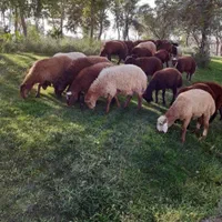 گوسفند زنده در شاهین ویلا