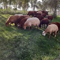 گوسفند زنده در شاهین ویلا
