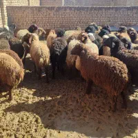 بره نر|حراج|اسفرورین, |دیوار