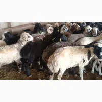 چیدن پشم میش وبره