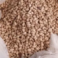 پسته|خوردنی و آشامیدنی|بمپور, |دیوار