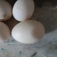 تخم اردک نطفه دار خانگی