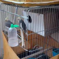 مولد همراه قفس لوازم روتخم هستندمعاوضه